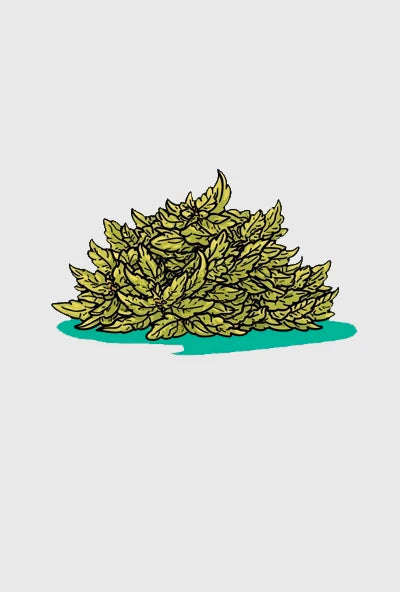 Flores y resinas de CBD