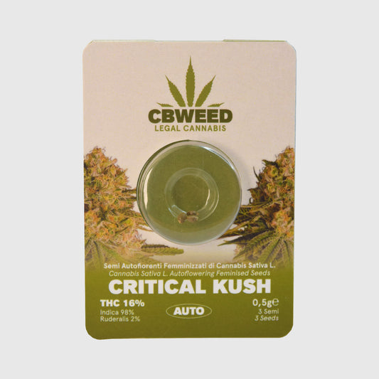 Semillas Feminizadas  Critical Kush No.3