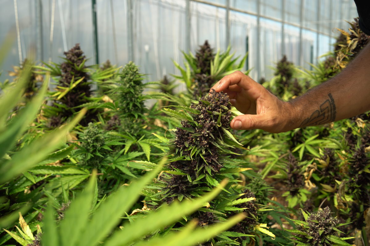 cultivar-cannabis