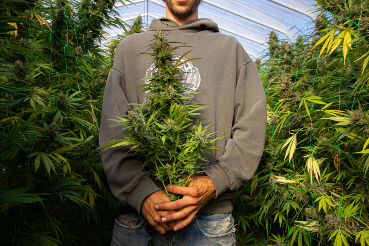 cultivo-organico-cannabis