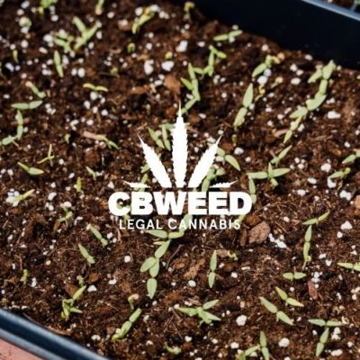 cuando-sembrar-cannabis